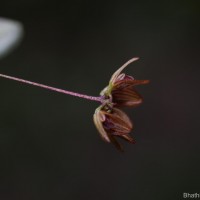 Bulbophyllum petiolare Thwaites